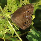 Common Bushbrown