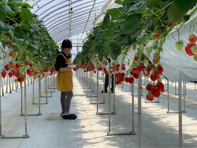 ヴォクシーのブルースタイル・一眼レフ撮影・🍓狩り♬・3月もよろしくお願いしますに関するカスタム事例の投稿画像2枚目