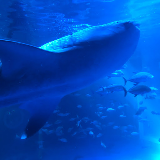 ゆるり🦈