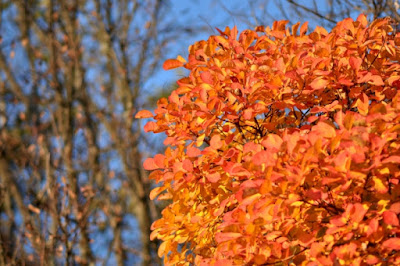 Arbusto autunnale di PaoloFranceschini