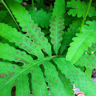 Bead Fern