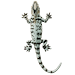 Lizard