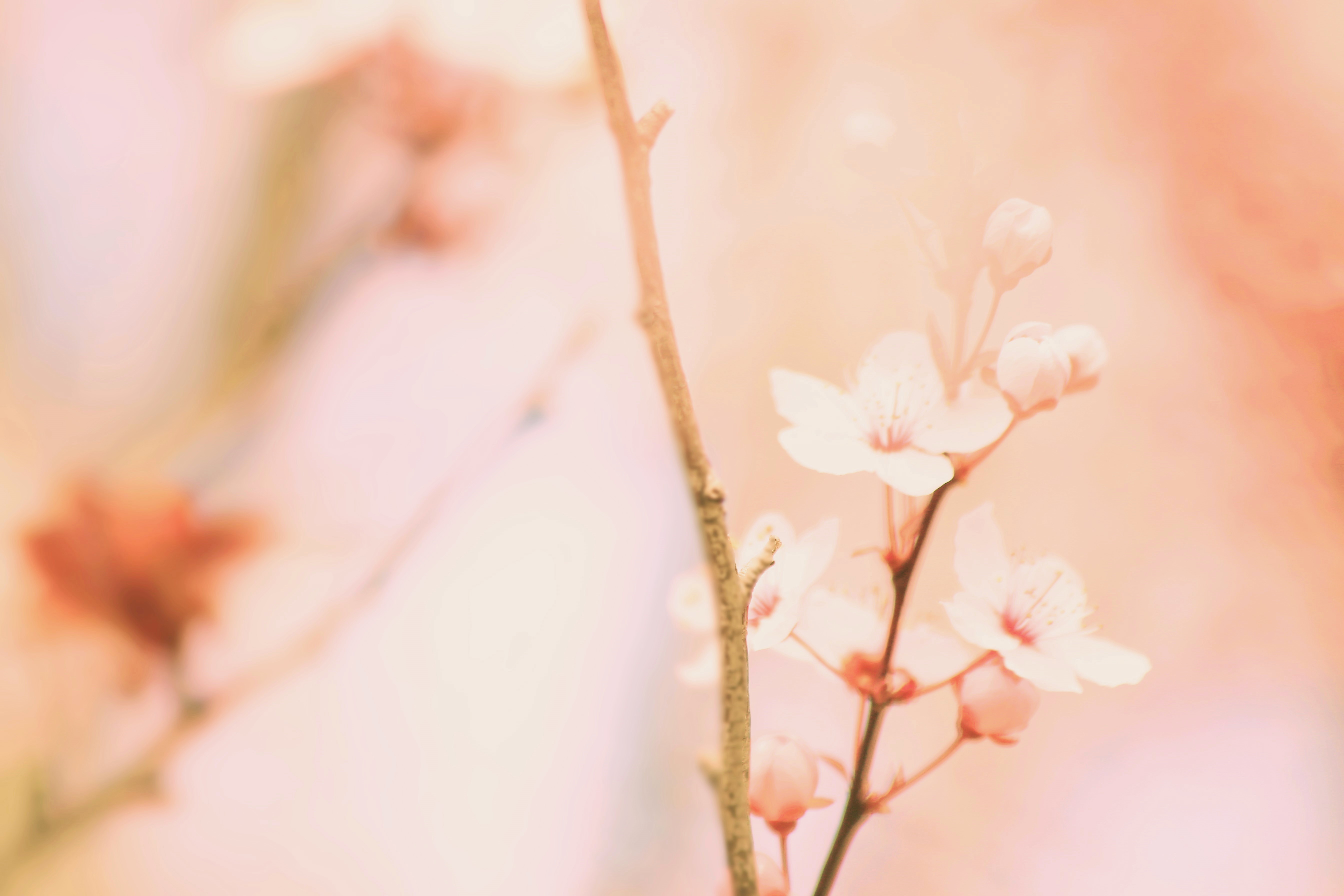 Sfumature di fiori delicati di Rosaria_Scrofani