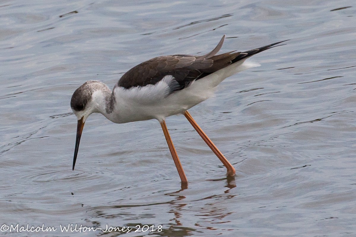 Black-winged Stilt; Cigüeñuela