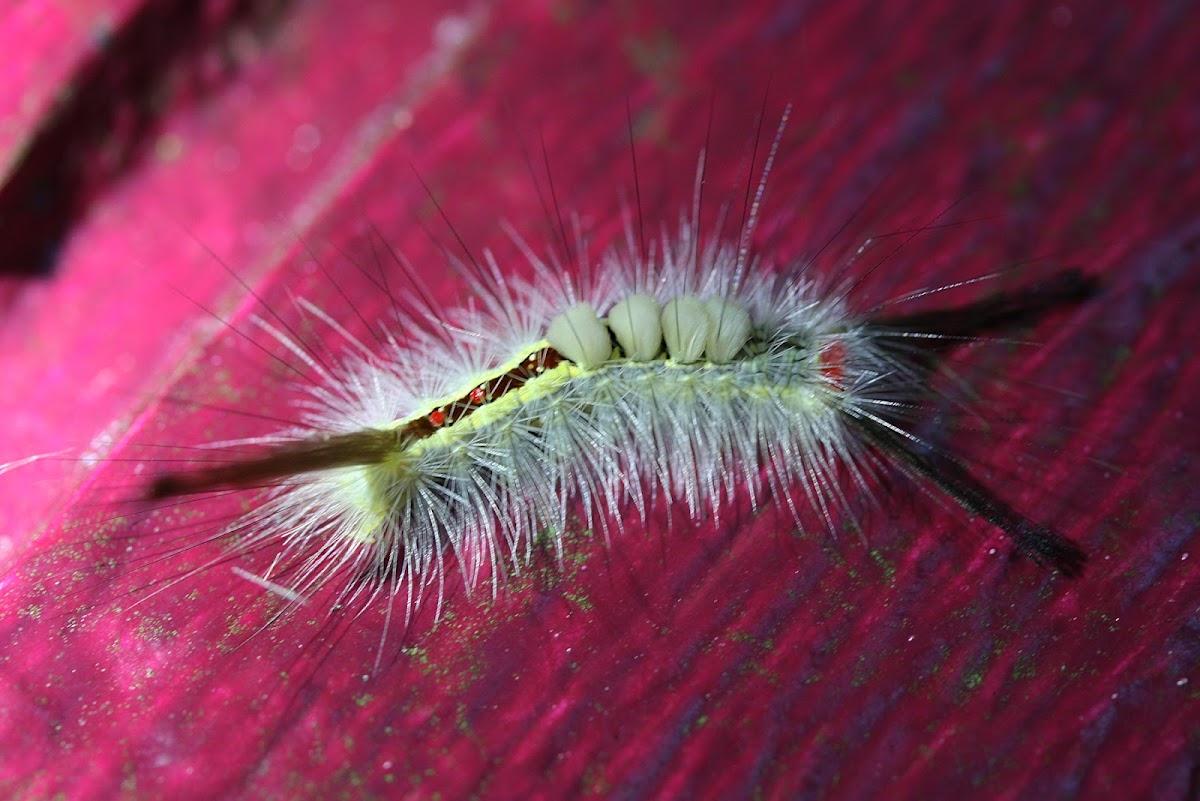 White-marked Tussock Moth