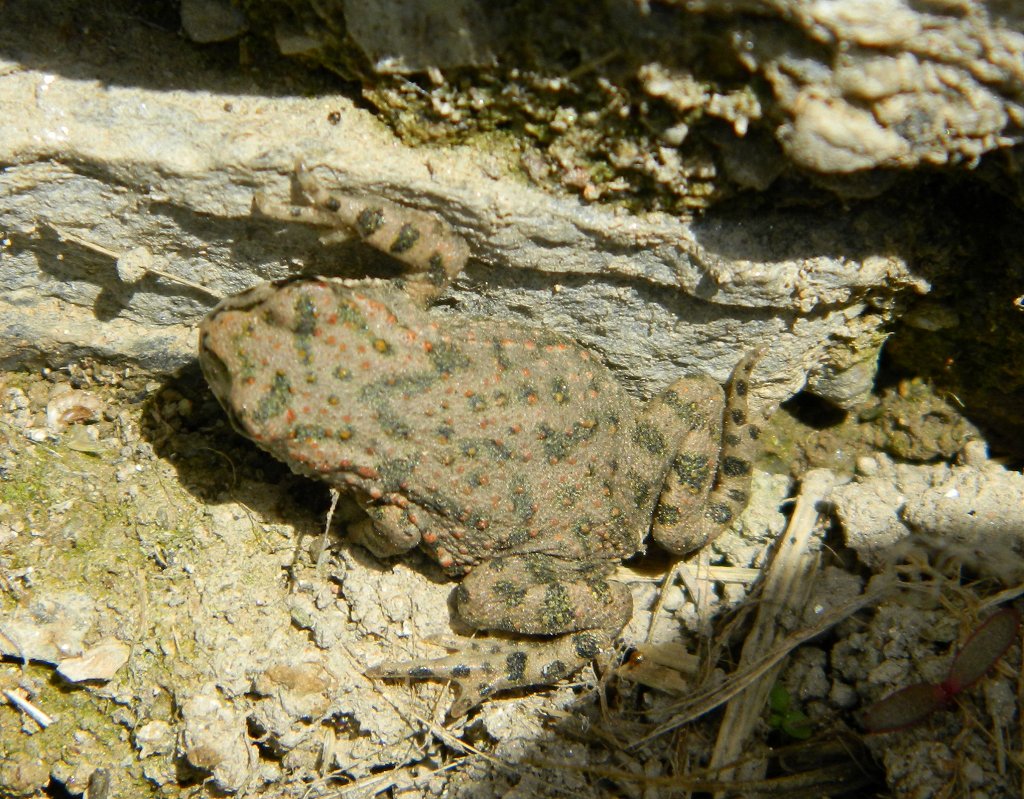 Juvenile European green toad (Πράσινος Φρύνος)