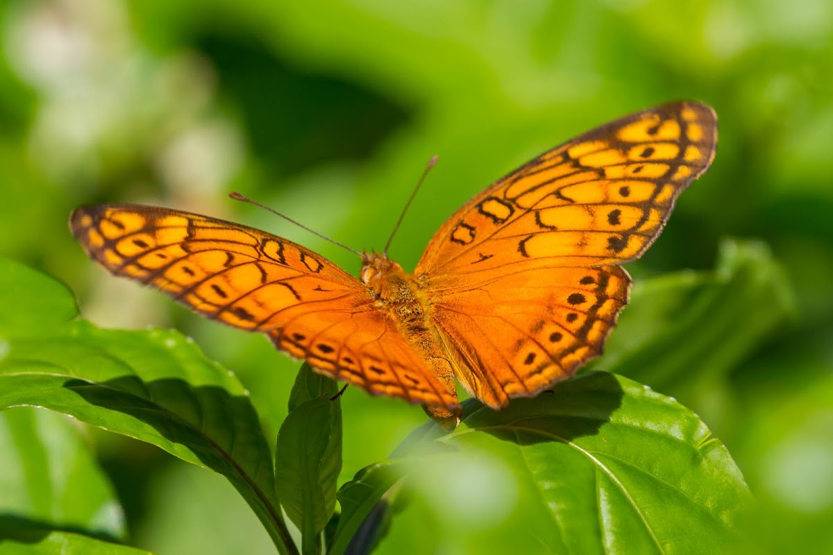 Variegated Fritillary