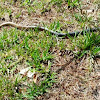 Eastern Coachwhip