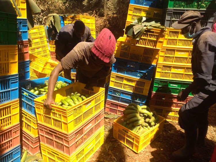 Employees of Twiga Food pack bananas in a farm in Tharaka Nithi County to sell in Nairobi.