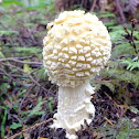 Western panther amanita