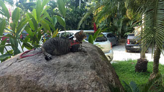 Padang Surf Camping em Itamambuca, Ubatuba 17