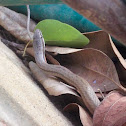 Culebrita de jardín/ Puerto Rican Garden Snake