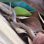 Culebrita de jardín/ Puerto Rican Garden Snake