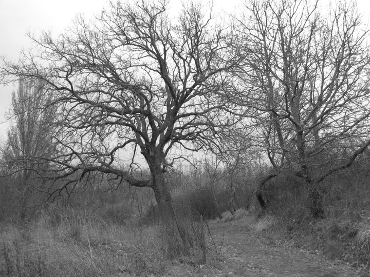 Albero scheletrico di mirko87.22