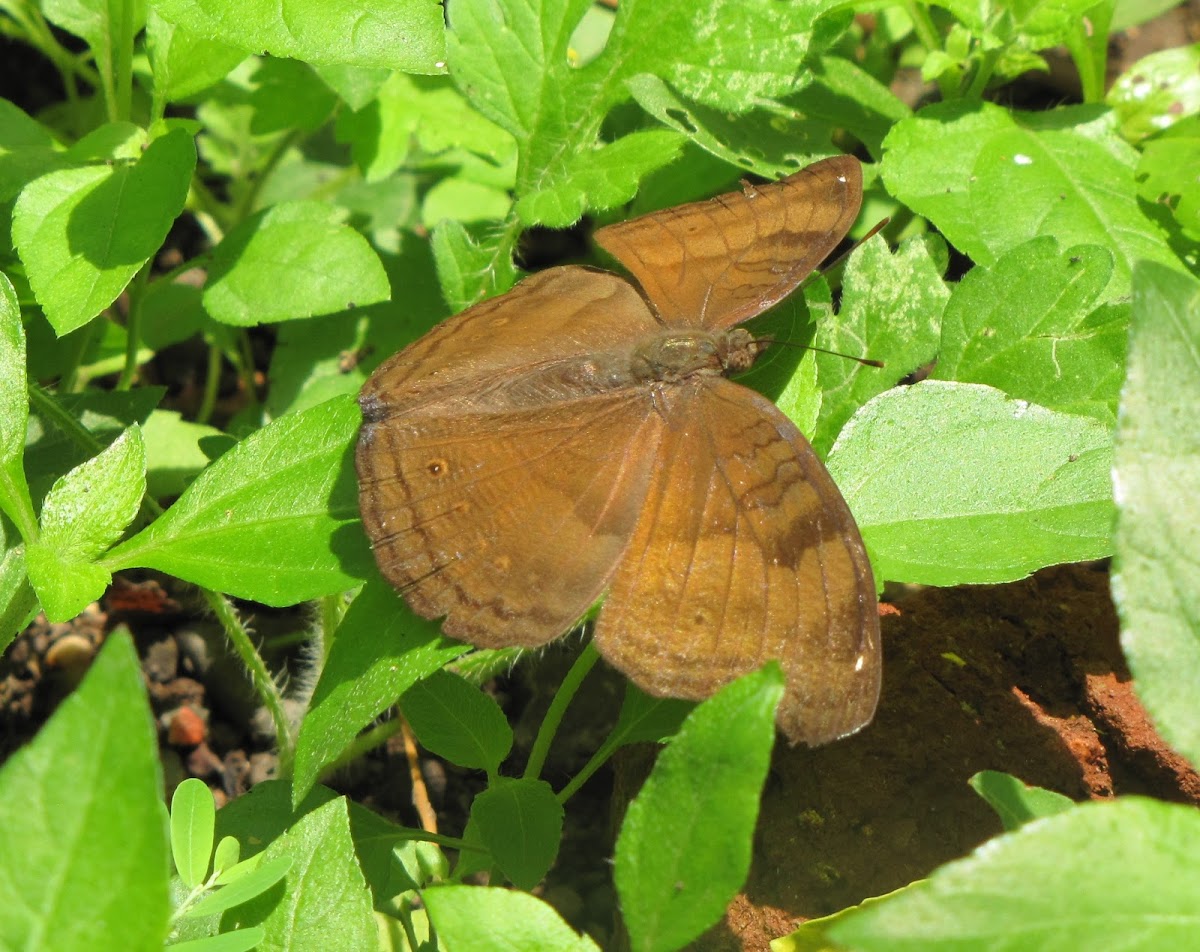 Chocolate Pansy