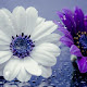 Daisy Pop HD Flower New Tab Page Theme