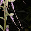 Galilee Lizard Orchid