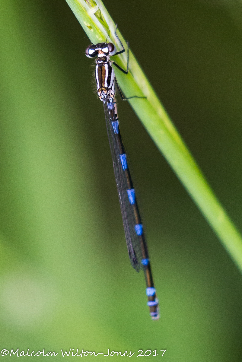 Azure Bluet