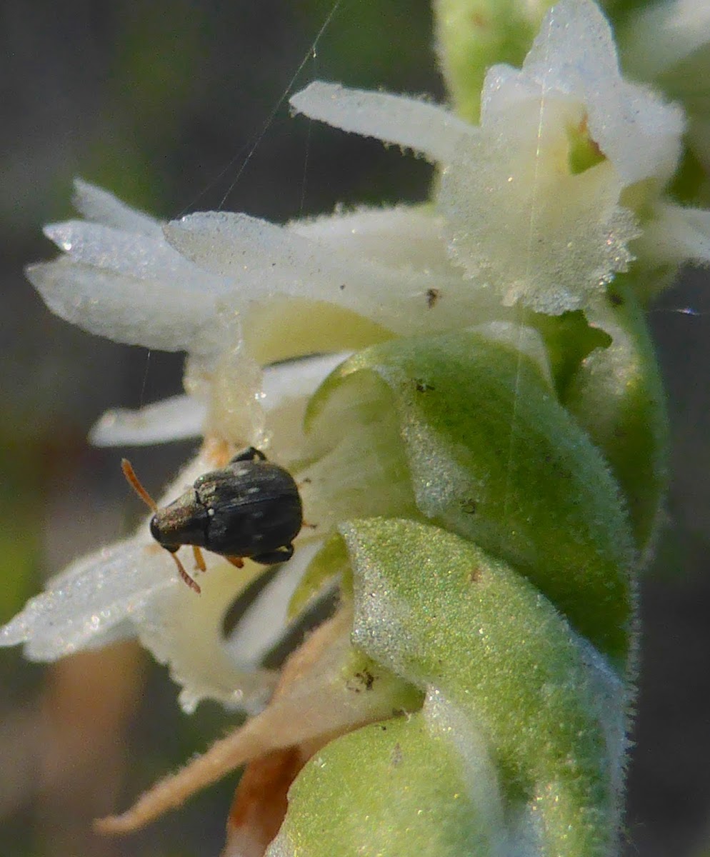 Pea or Bean Weevil