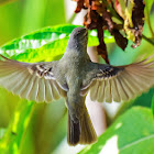 Risadinha (Southern Beardless-Tyrannulet)