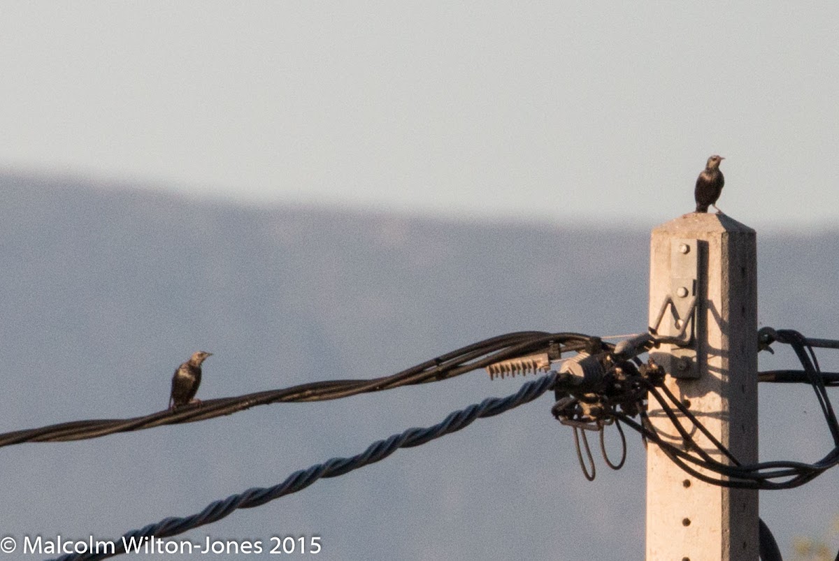 Spotless Starling; Estornino Negro