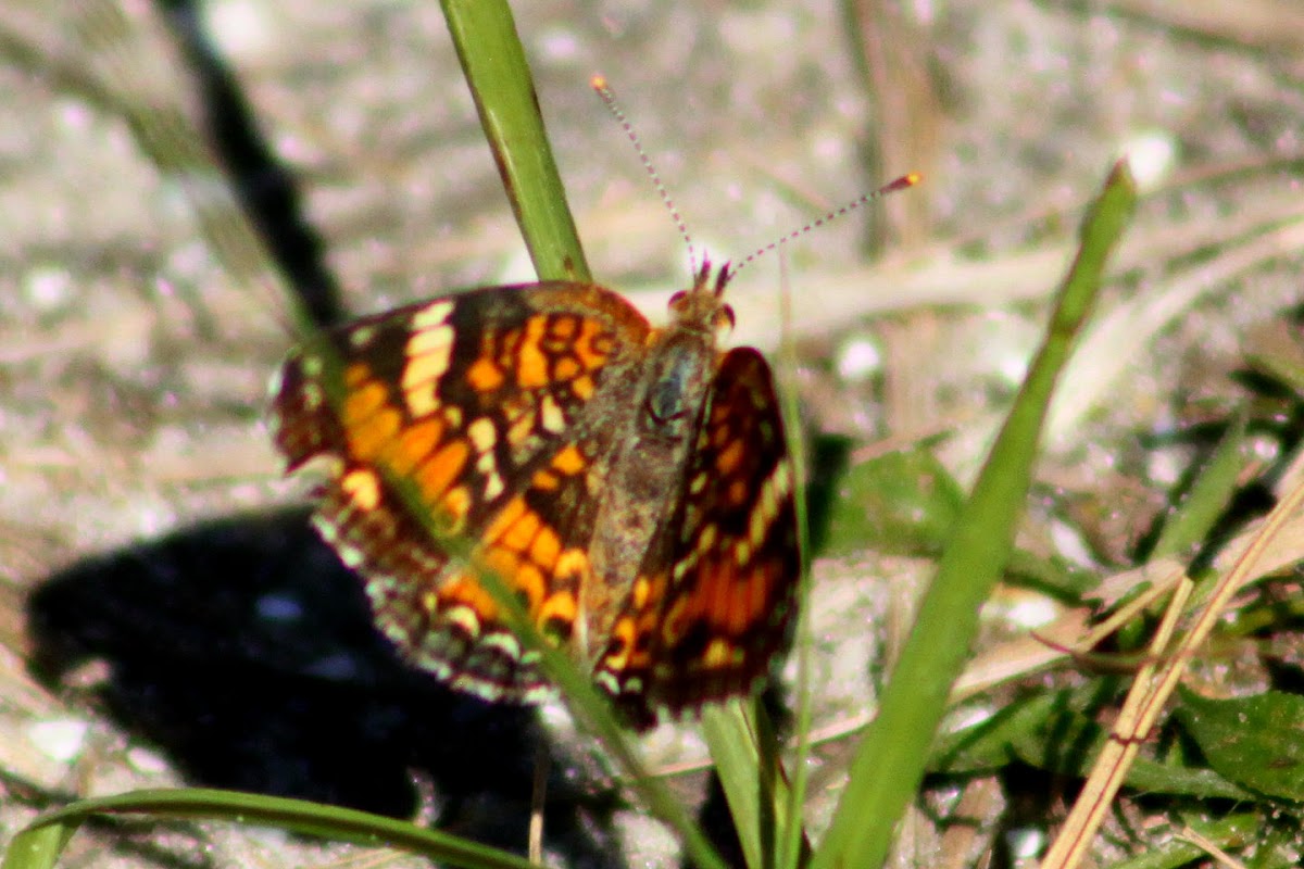 Phaon Crescent Butterfly