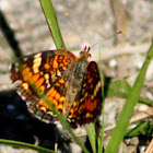 Phaon Crescent Butterfly