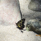 Erodyle Checkerspot