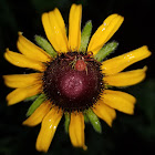 Red crab spider