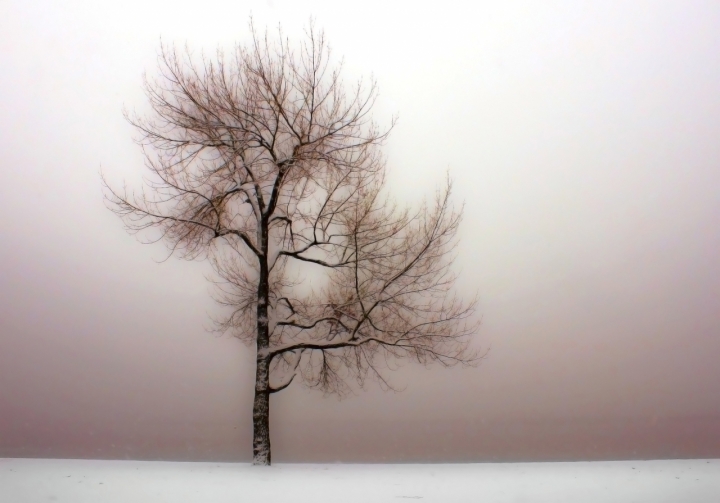 L'albero invernale di Ticino-Joana