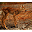 Baby Deer Wallpapers Pictures HD Download on Windows