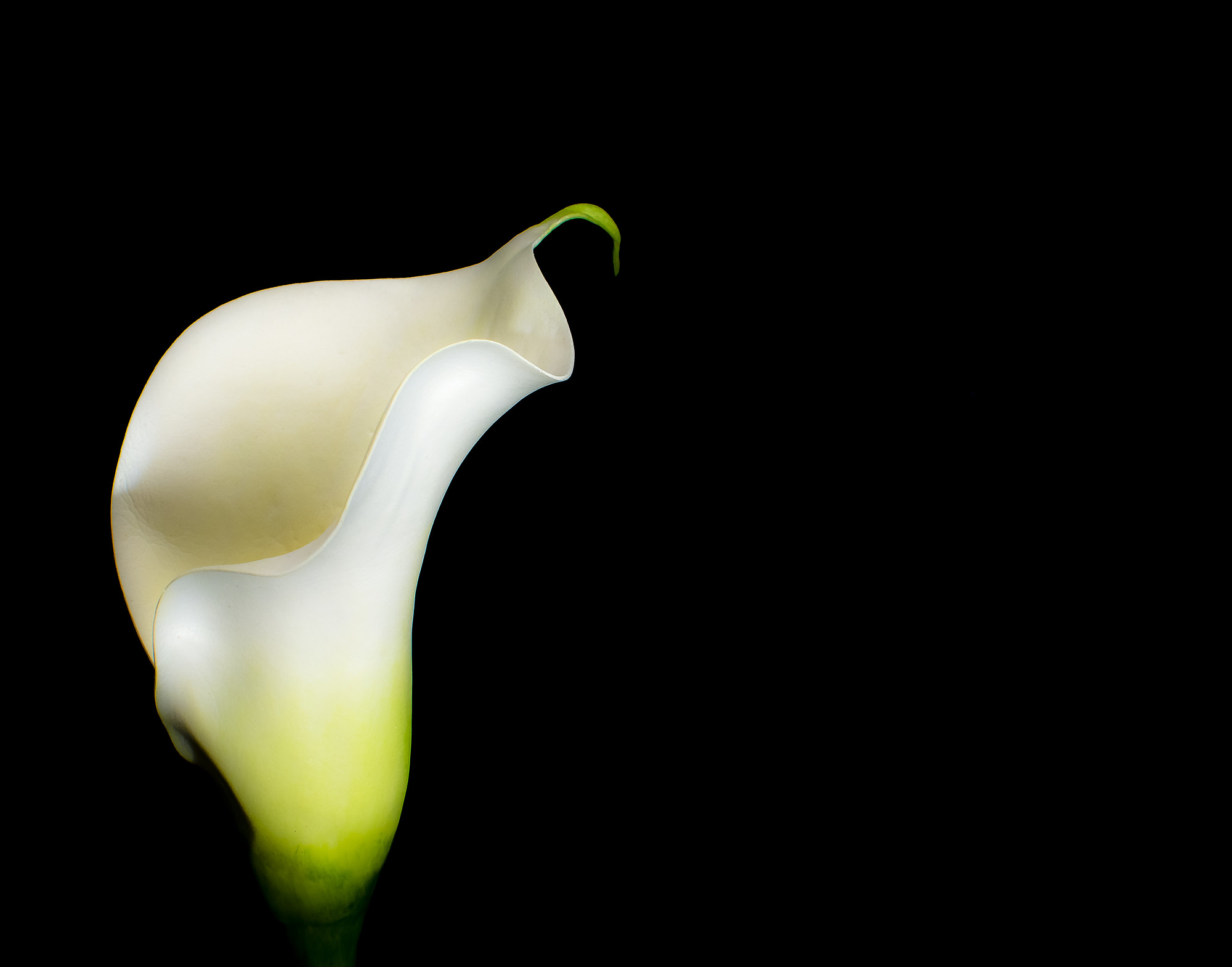 La Calla di niccolo.pucci