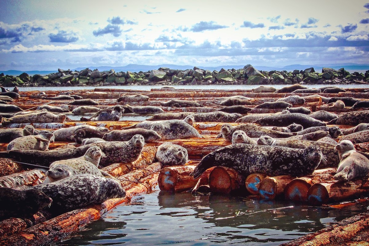 Harbour seal