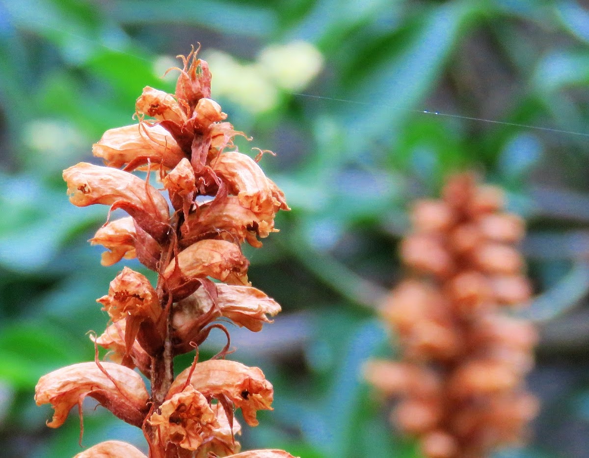 Broomrape