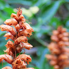 Broomrape