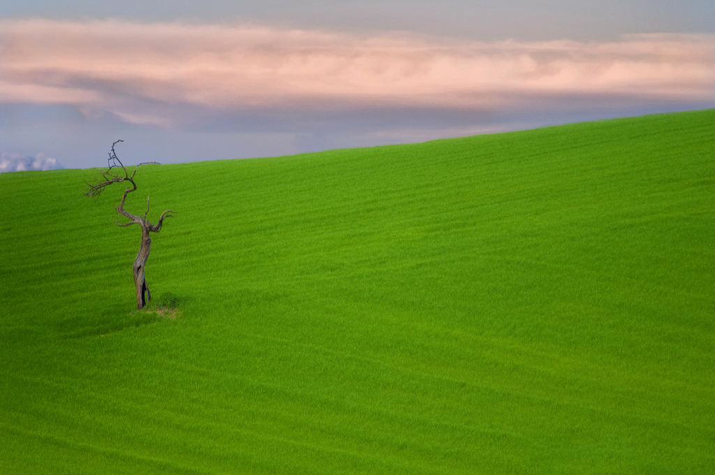 L'albero spaventapasseri di Pasquale Agosti - pasquale.agosti@gmail.com