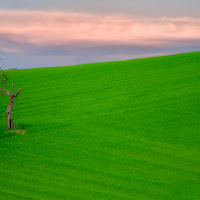 L'albero spaventapasseri di 