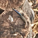 Blue-tailed skink