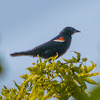 Red-winged Blackbird (male)