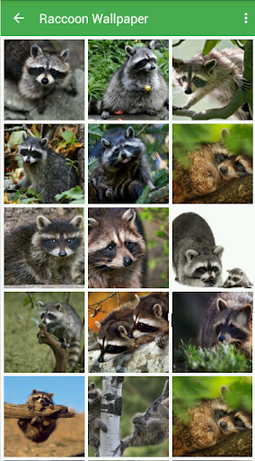 Raccoon Wallpaper