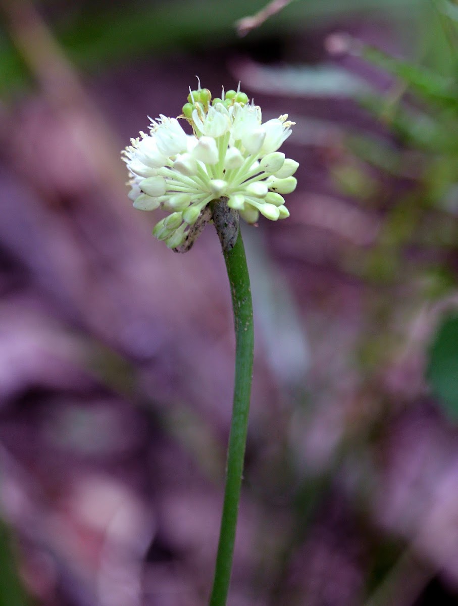 Wild Leek