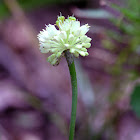 Wild Leek