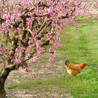 Gallina in fuga di 