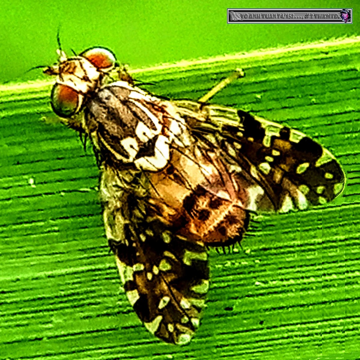 Bamboo-shoot fruit fly