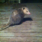 Virginia Opossum