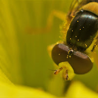 la signora in giallo di 