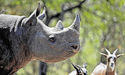 Rhino. File photo.