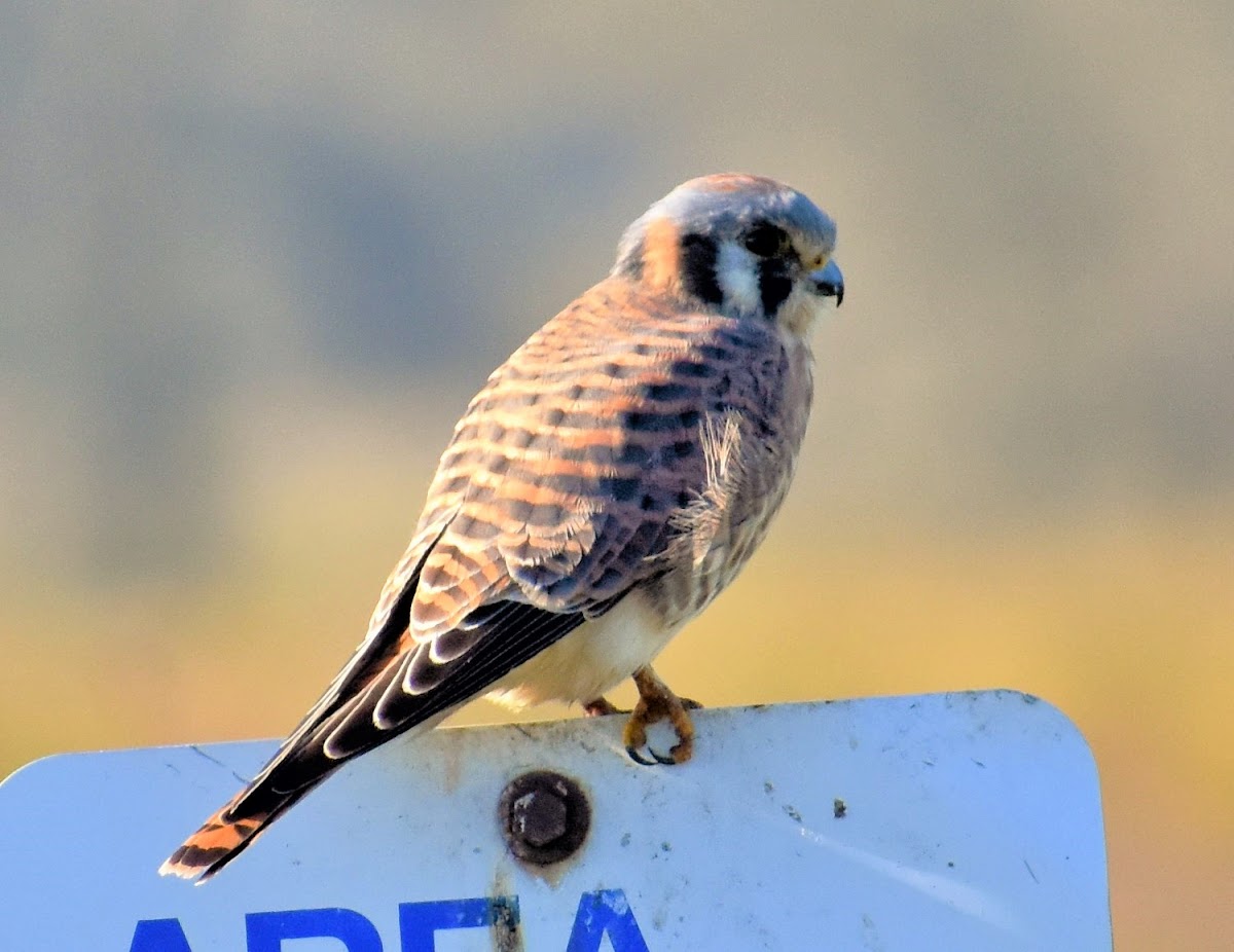 American kestrel (female)