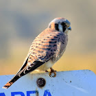 American kestrel (female)