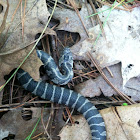 Northern Water Snake